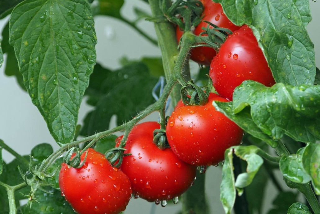 8 foods that kill cancer cells that many people pay little attention to